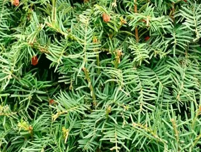 Baccata-1.webp