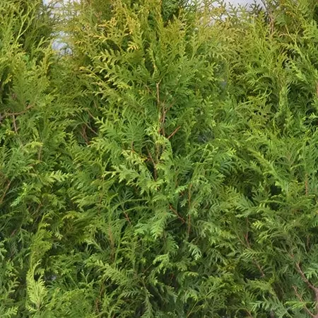 Thuja-occidentalis-Brabant.webp