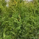 Thuja-occidentalis-Brabant.webp