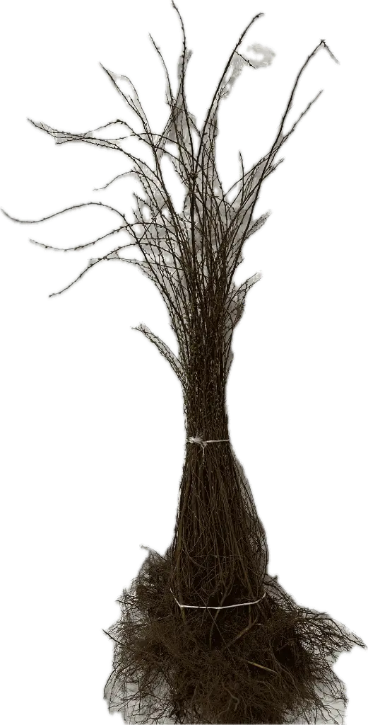 Spiraea Grefsheim 50-80.webp