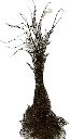 Spiraea Grefsheim 50-80.webp