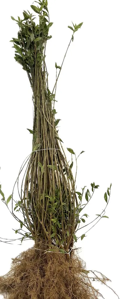 Lig_LIGA_80-120 (1).webp