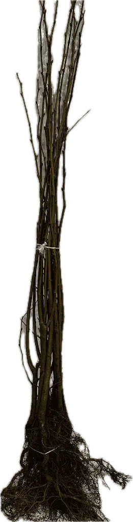 Tilia cordata 80-100.webp