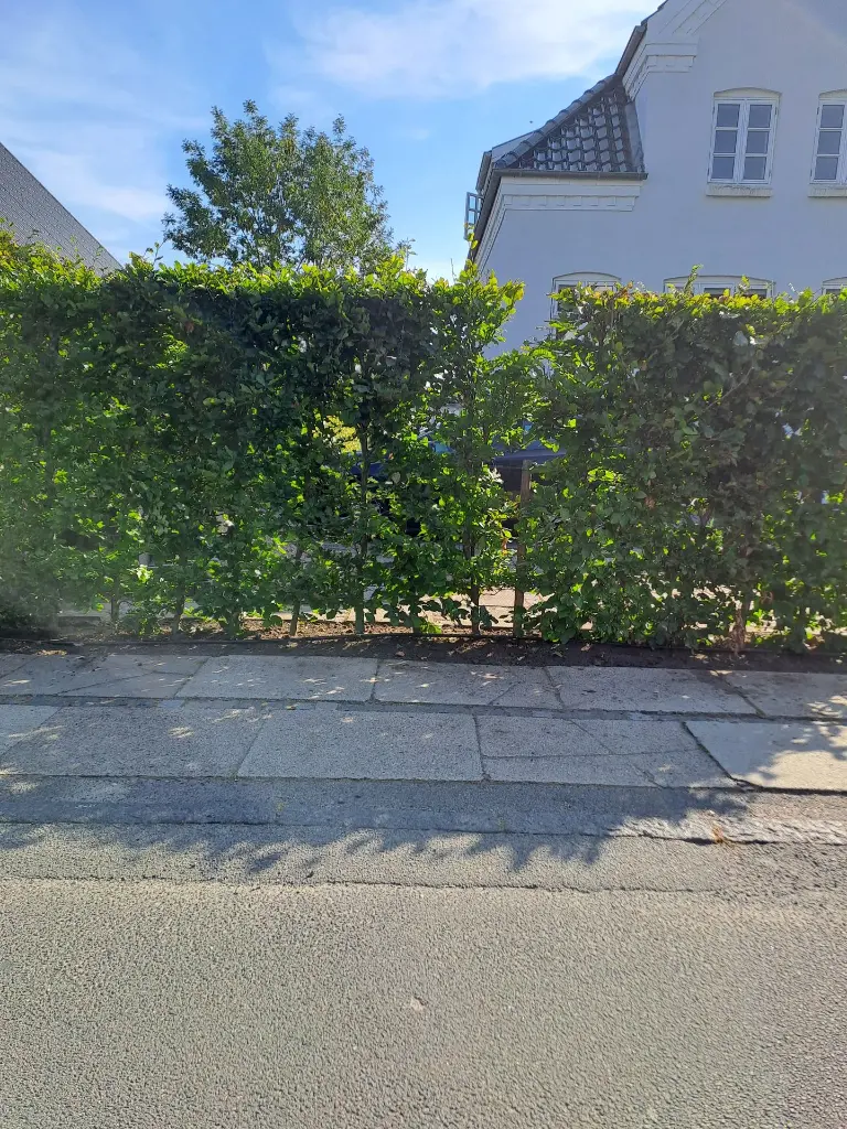 Bøg 9 - 2.webp