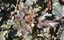 Blærespirea - Physocarpus