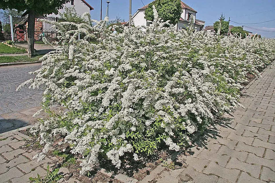 Brudespirea - Spirea