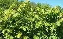 Småbladlind - Tilia Cordata