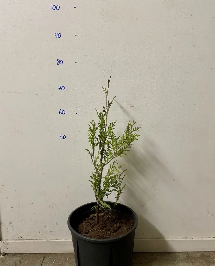 Thuja occidentalis 'Brabant'