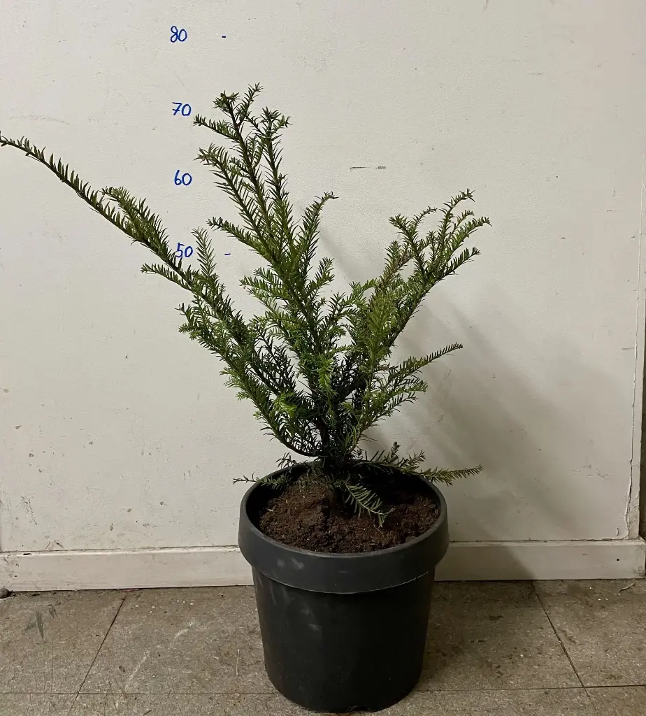 Taxus baccata