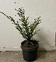 Taxus baccata