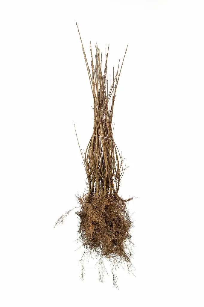 Liguster 'Liga' - Ligustrum