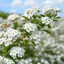 Gentspirea - Spirea Vanhouttei