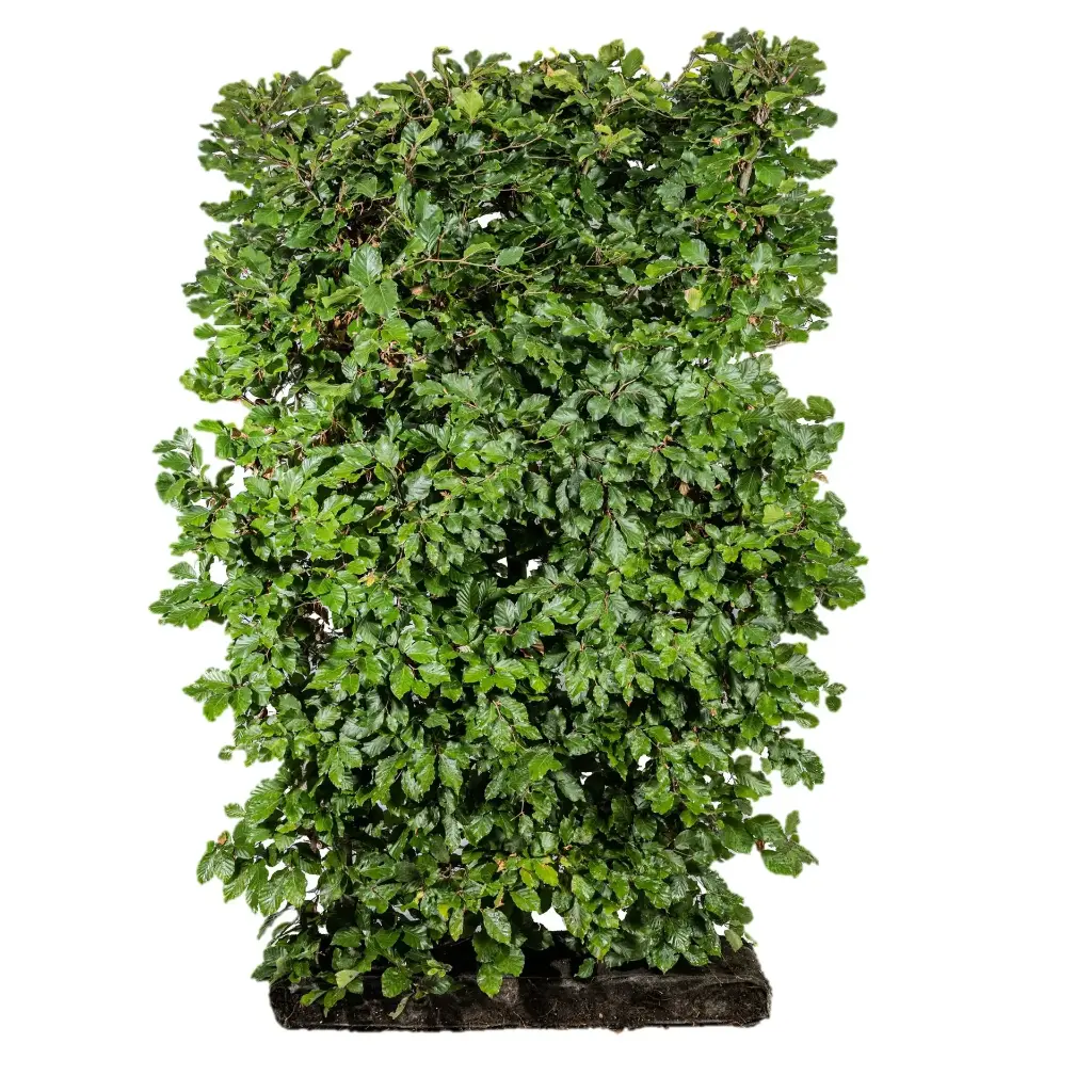 Bøk - Fagus Sylvatica