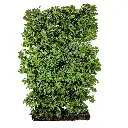 Bøk - Fagus Sylvatica