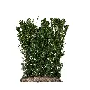 Taxus Baccata