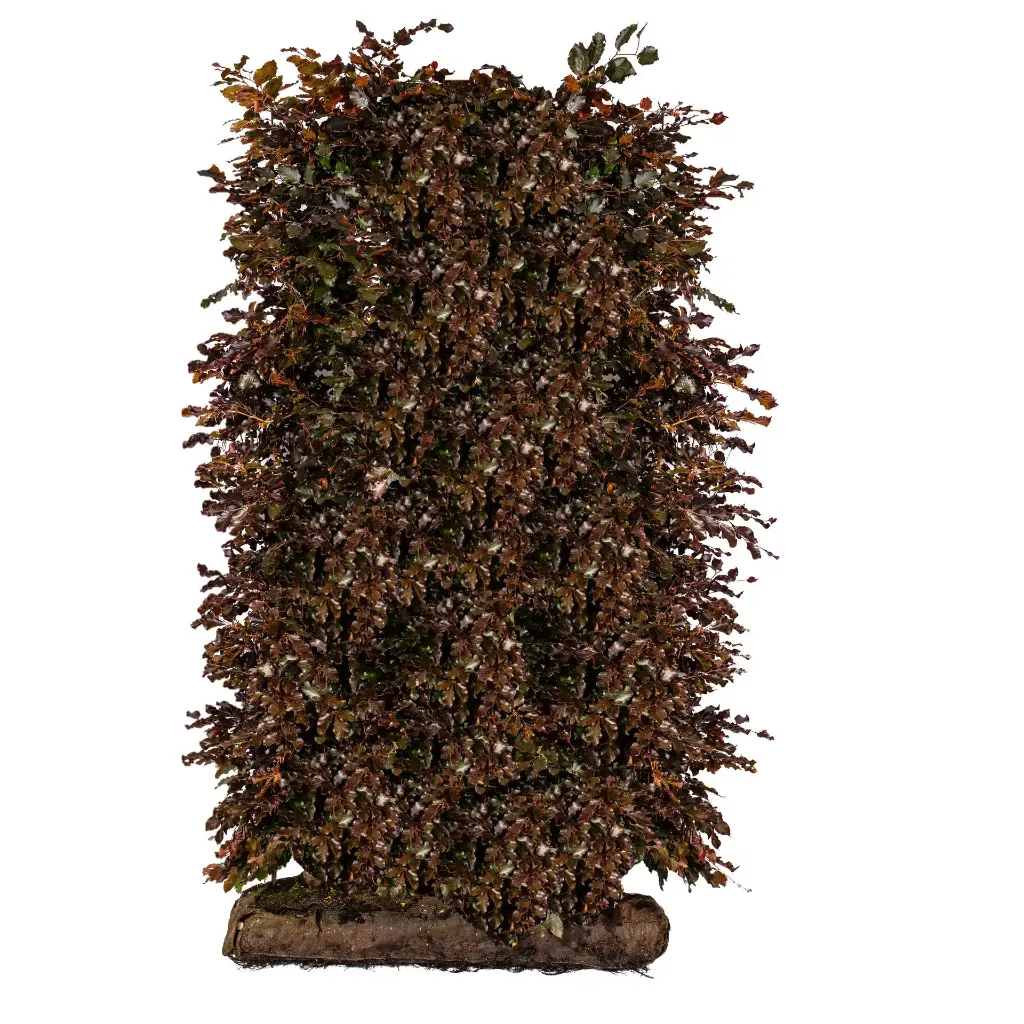 Blodbøk - fagus atropurpurea