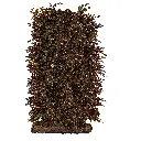 Blodbøk - fagus atropurpurea