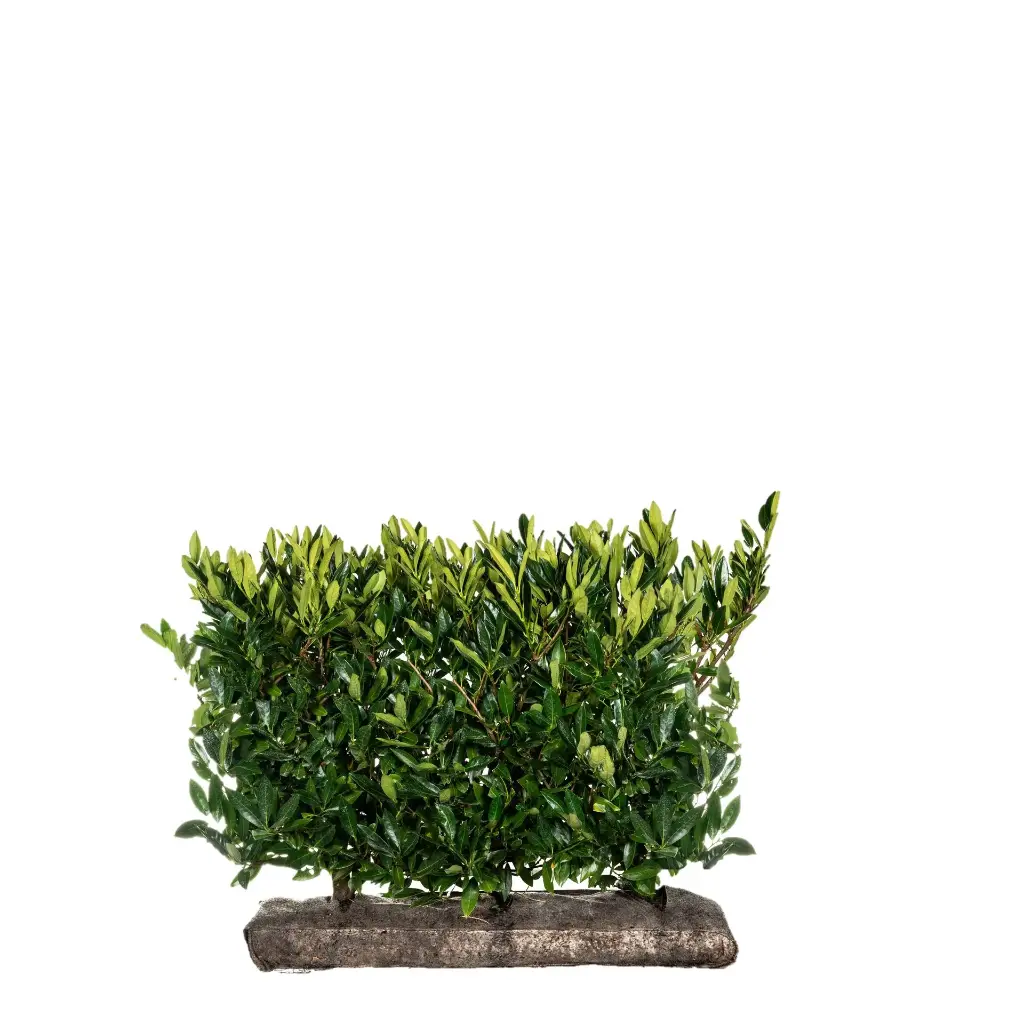 Laurbærhegg 'otto luyken'  - Prunus laurocerasus