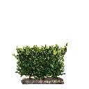 Laurbærhegg 'otto luyken'  - Prunus laurocerasus