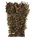 Blærespirea - Physocarpus opulifolius