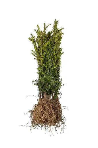 Taxus baccata