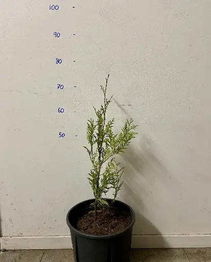 [10600] Thuja occidentalis 'Brabant'