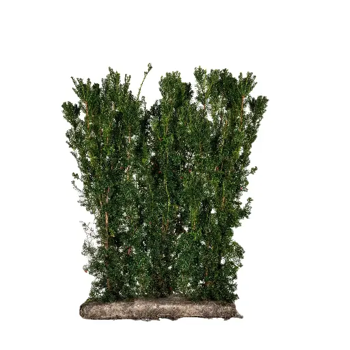 [30026] Taxus Baccata