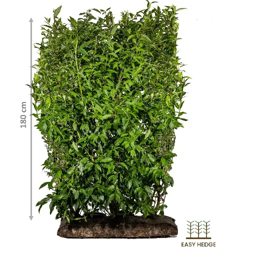 [30030] Praktgullbusk - Forsythia intermedia