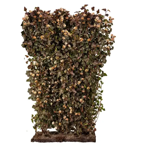[10031] Blærespirea - Physocarpus opulifolius
