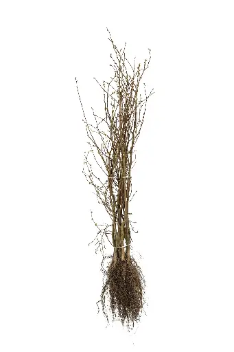 Agnbøk - Carpinus