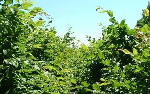 Agnbøk - Carpinus