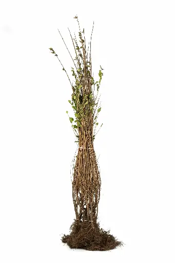 Vinterliguster - Ligustrum