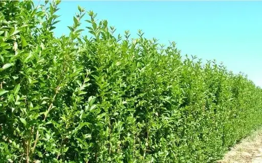 Vinterliguster - Ligustrum