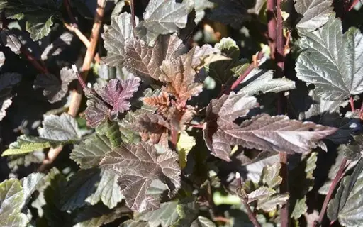 [10070] Blærespirea - Physocarpus