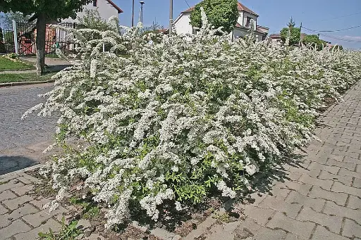 [10080] Brudespirea - Spirea