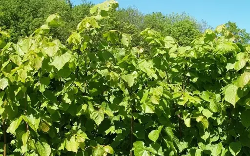 [10100] Småbladlind - Tilia Cordata